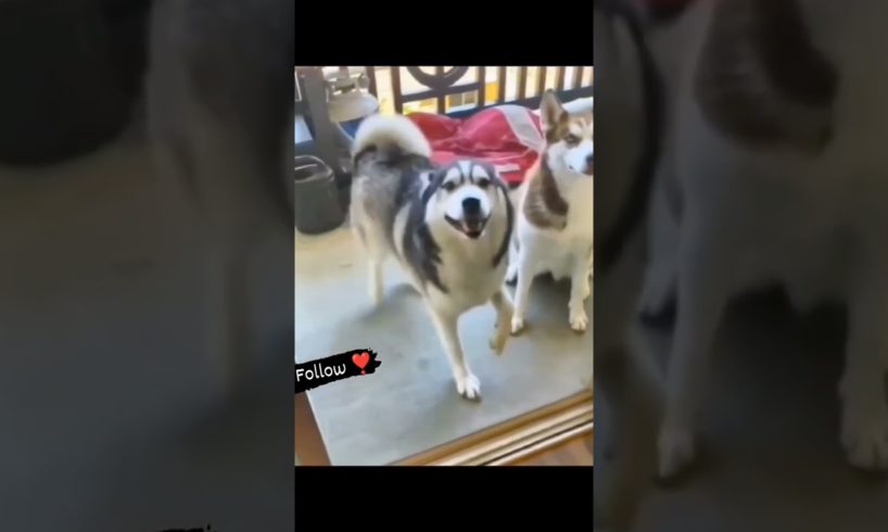 Funny dogs 😹😸😺 Cute puppies 🐶 😻 Funny Dog Videos #shorts #funnycatsanddogs