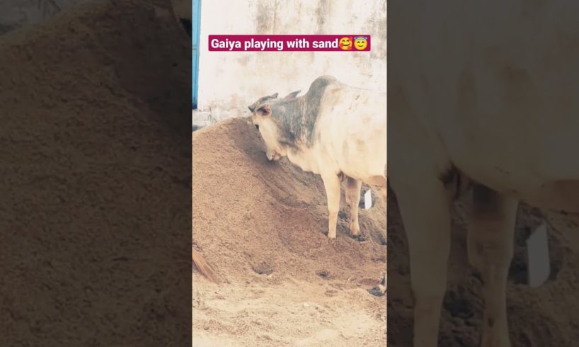 Gaiya playing with sand.🥰 #krishna #cow #gaumata #vrindavan #love #flute #animals #shorts #nandi