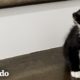 Gatita rescatada se convierte en una de las chicas 💁‍♀️  | Cat Crazy | El Dodo