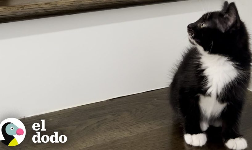 Gatita rescatada se convierte en una de las chicas 💁♀️ | Cat Crazy | El Dodo