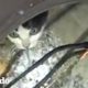 Gatito callejero queda atrapado en un hoyo | El Dodo