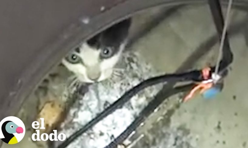 Gatito callejero queda atrapado en un hoyo | El Dodo