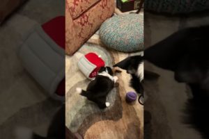 Gideon￼ my Border collie playing with his clone his and daughter. Cutest puppies ever