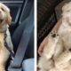 🥰Golden Retriever's Funny And Cute Actions make Your Heart Flutter🐶|Cutest Puppies