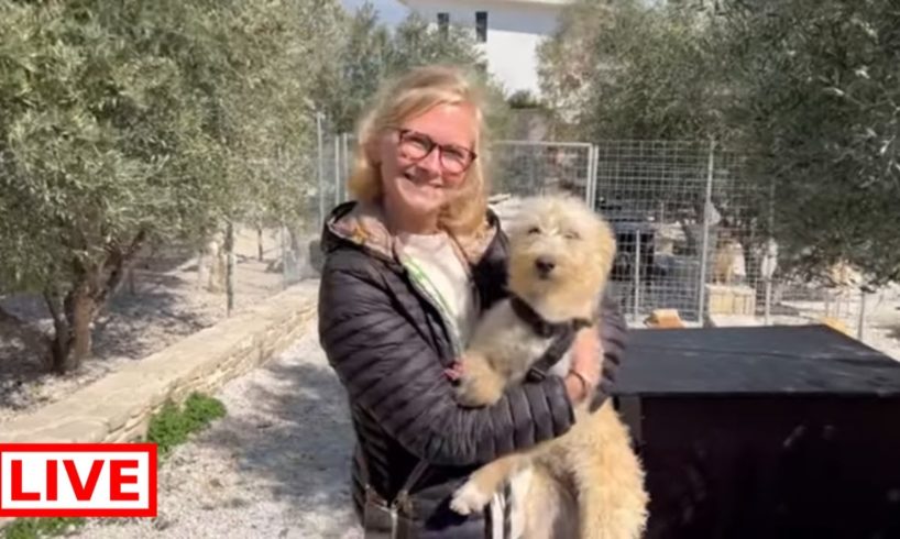 Goldie is adopted 😍 - Takis Shelter