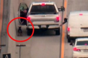 Good Samaritan Rescues Dog on Freeway