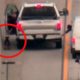 Good Samaritan Rescues Dog on Freeway