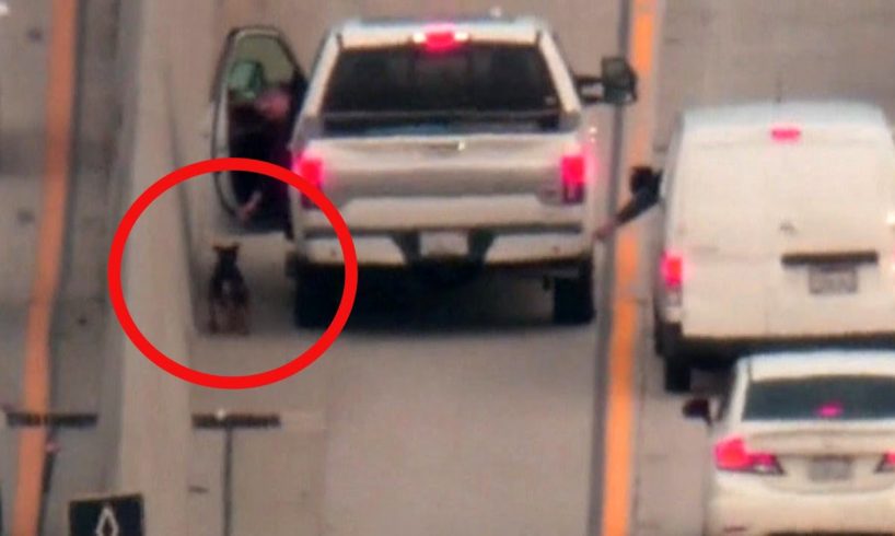 Good Samaritan Rescues Dog on Freeway