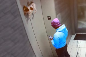 Guy Saves Dog Hanging from Elevator