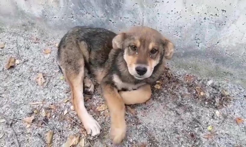 He can not stand up, tries to rise to approach me as if don't leave me, help me please!