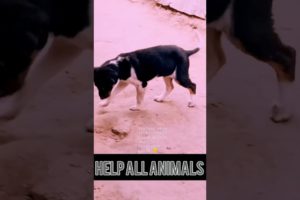 Help 🐕 Dog #shorts #viral #copyrightfree #viral #trending