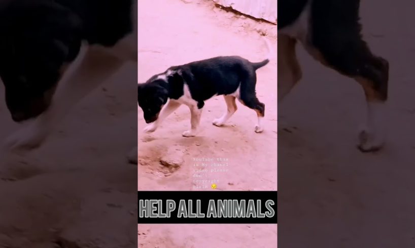 Help 🐕 Dog #shorts #viral #copyrightfree #viral #trending