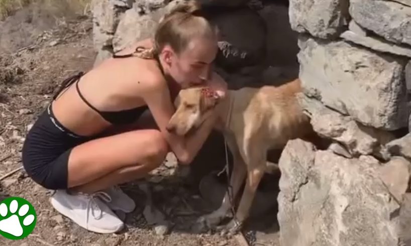 Hiking woman finds abandoned dog in the mountains