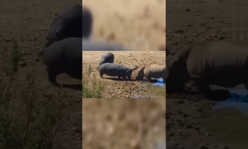Hippi vs Rhino Wild Animal Fight Shorts Videos #shorts #animals