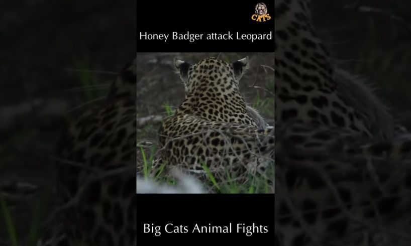 Honey Badger attack Leopard wild animal attack #shorts #wildanimals