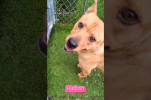 🚨 How Many Days Has This Dog Been At The Shelter? 🐶#shorts