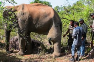 Humble elephant with a tumor in his leg gets treated by a Minister in charge of Wildlife