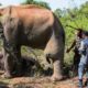 Humble elephant with a tumor in his leg gets treated by a Minister in charge of Wildlife