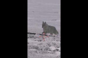 Hunting Coyotes  #shorts #cat #animals #hunter #129