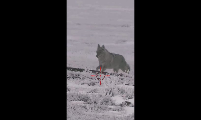 Hunting Coyotes #shorts #cat #animals #hunter #129