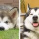 🐶 Husky Puppies Make Us Happy And Comfortable To Watch 🐶|Cutest Puppy