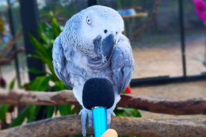 I interviewed animals with a tiny mic 3