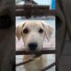 If Dog Could Talk //Dog Short #viralcute dogs || cute puppies||giving food street dogs #shorts#viral