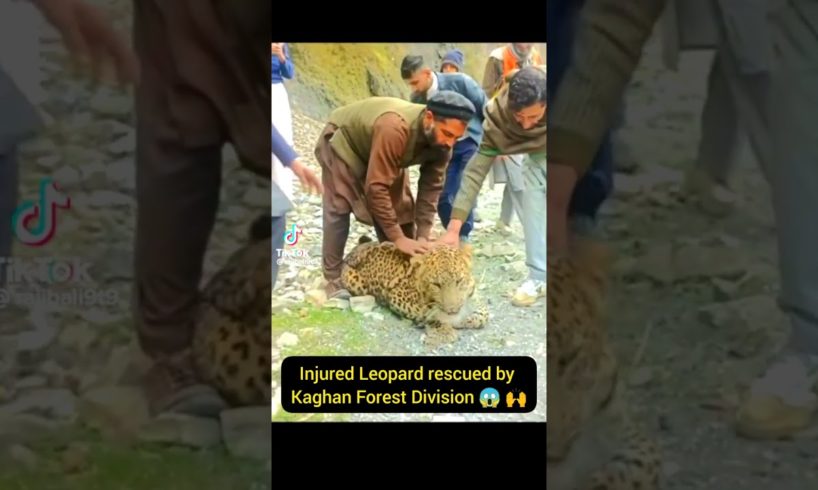 Injured Leopard Rescue | Wild-Animal Rescue