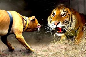 Insane and most brutal animals fighting -- animal fights