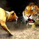 Insane and most brutal animals fighting -- animal fights