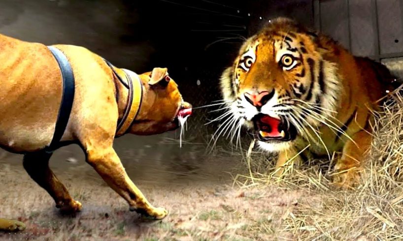 Insane and most brutal animals fighting -- animal fights