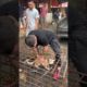 Inspiring Man Becomes an Unexpected Dog Savior in Jaw-Dropping Rescue Mission!  #youtubeshorts #dog