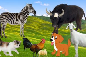 Interesting animals around us: Horse, dog, cow, cat, chicken,...