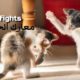 Inventory of animal fights, the fighting scenes are too intense - خناقات الحيوانات