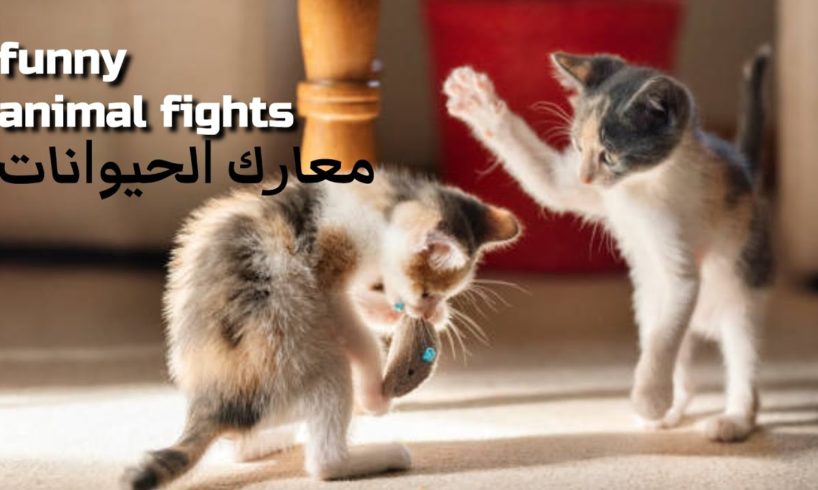 Inventory of animal fights, the fighting scenes are too intense - خناقات الحيوانات