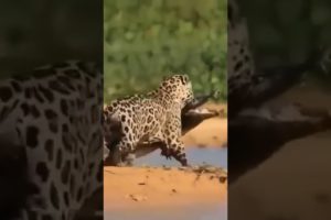 Jaguar VS Crocodile Animal Fights  #short #animal #jaguar #nature