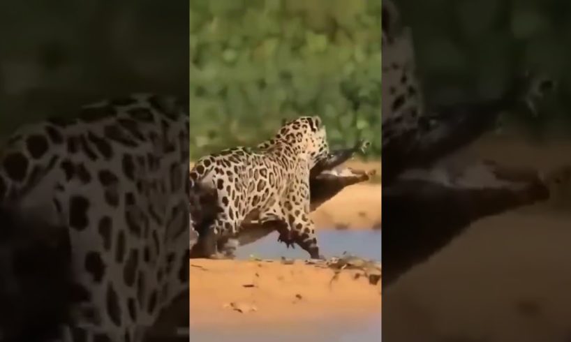 Jaguar VS Crocodile Animal Fights  #short #animal #jaguar #nature