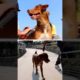 Jaw Dropping Animal Rescues