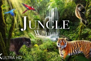 Jungle Wildlife In 4K - Animals That Call The Jungle Home | Rainforest | Scenic Relaxation Film