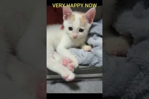 KİTTENS RESCUE FROM ROADSİDE / POOR CAT'S STORY #shorts