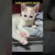 KİTTENS RESCUE FROM ROADSİDE / POOR CAT'S STORY #shorts