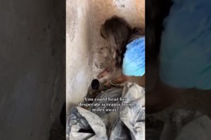 Kind Duo Rescues Kitten From Dumpster - 1366236