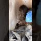 Kind Duo Rescues Kitten From Dumpster - 1366236