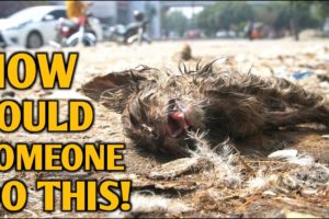 Kitten Stuck In Net Fights For His Life |  A journey of pain to pleasure