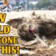Kitten Stuck In Net Fights For His Life |  A journey of pain to pleasure