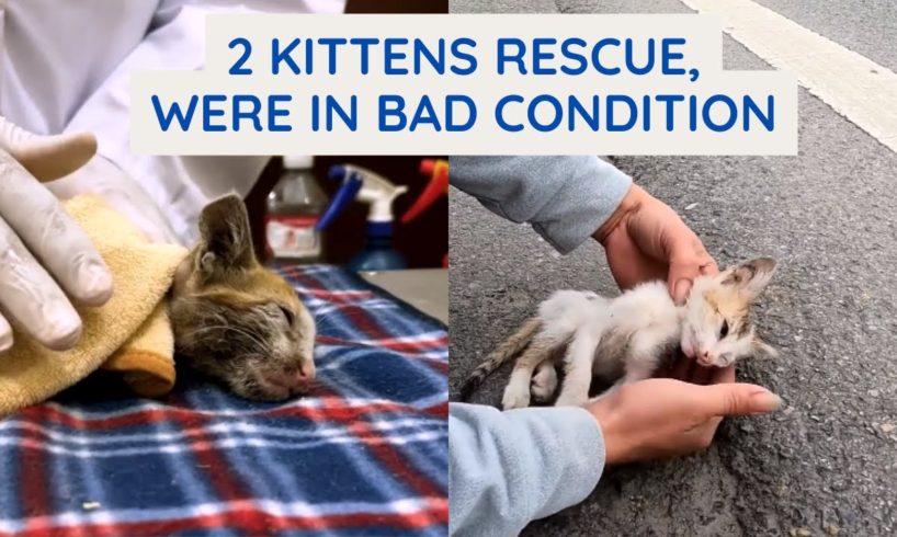 Kittens Rescue From Roadside