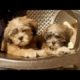 LHASA APSO cute puppies|| having bath || @gautam2021