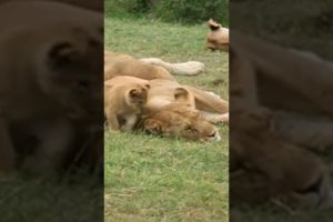 LION CUBS 🦁 PLAYING WITH MOM /WILD ANIMALS LIFE #shorts #animals #lion