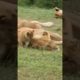 LION CUBS 🦁 PLAYING WITH MOM /WILD ANIMALS LIFE #shorts #animals #lion