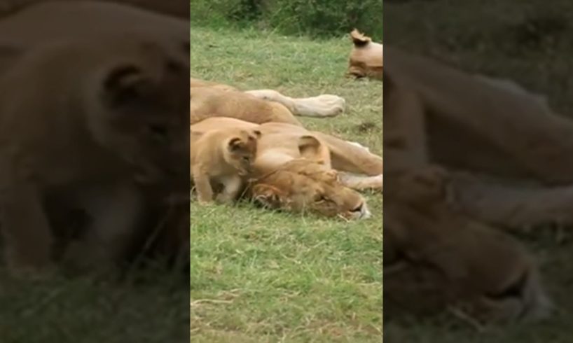 LION CUBS 🦁 PLAYING WITH MOM /WILD ANIMALS LIFE #shorts #animals #lion